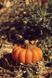 Гарбузики з бджолиного воску  5714191 фото 5